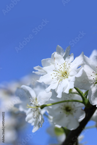 真っ白な梨の花