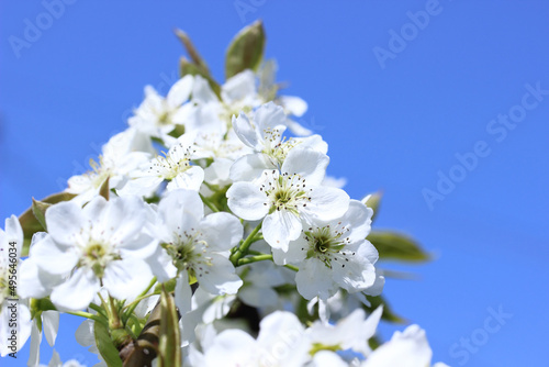 真っ白な梨の花