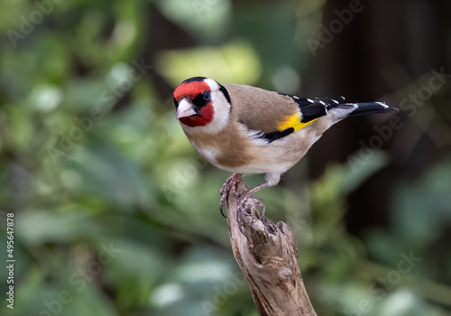 Cute goldfinch bird perched on a tree branch in a garden photo