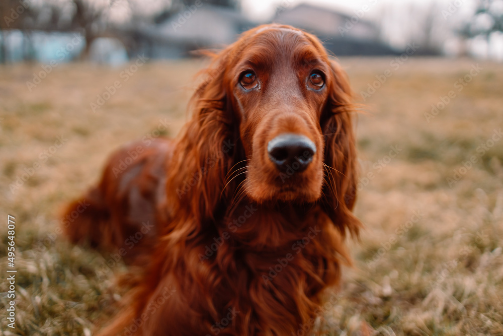 Irish red setter dog relaxing on green grass background outdoors.