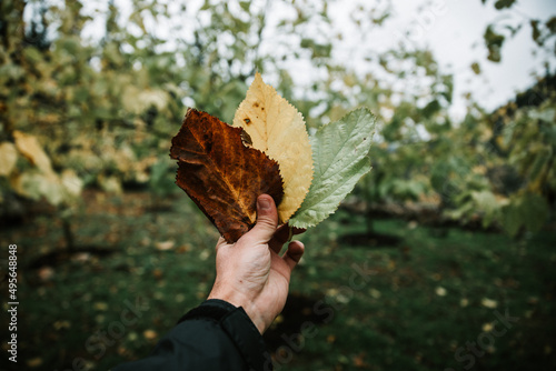 Shallow focus of a male hands holding three differnr dry and mable autumn leaves with blurred garden photo