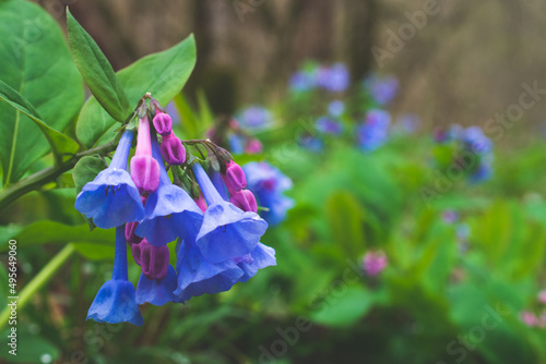 Closeup shot of beautiful Mertensia Virginica or bluebells blooming in the garden photo