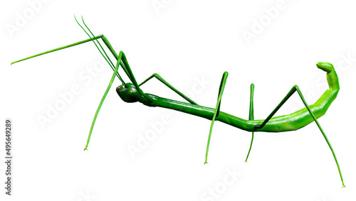 3D Rendering Stick Insect on White