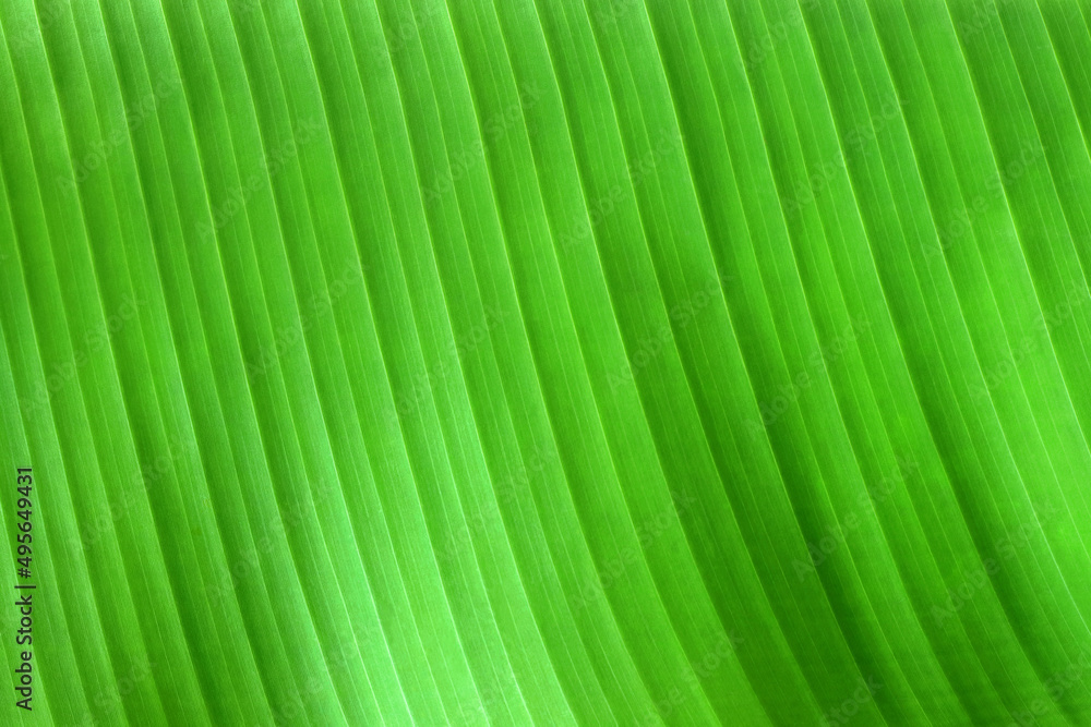 Green banana leaf texture for background and design art work. Green banana leaf texture for background and design art work.