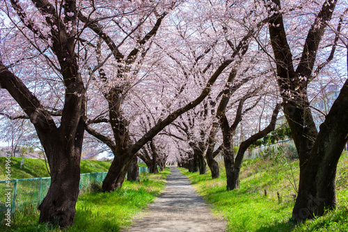 cherry blossom trees © Ray Park Stock Photo