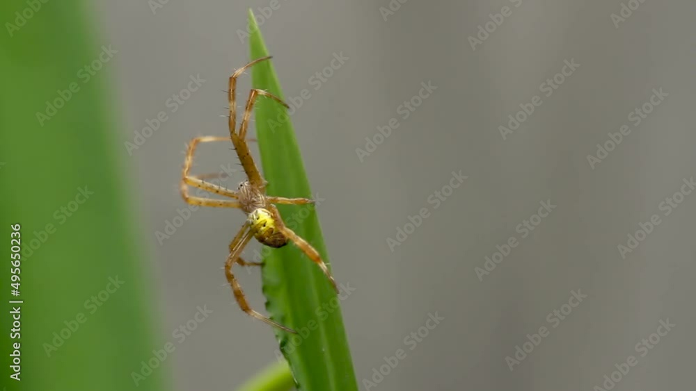 A yellow-brown spider is crawling on a yellow iris leaf, hunting and making a nest A yellow-brown spider is crawling on a yellow iris leaf, hunting and making a nest