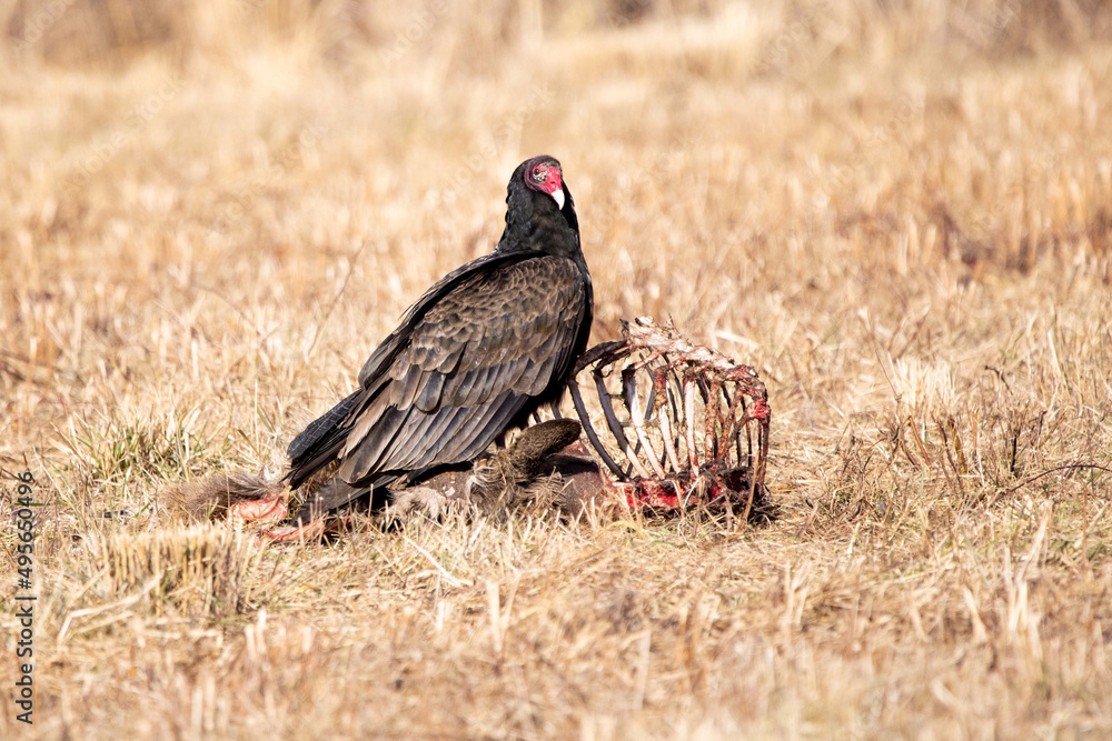 Ταπετσαρία Selective focus shot of a Turkey Vulture on top of a carrion