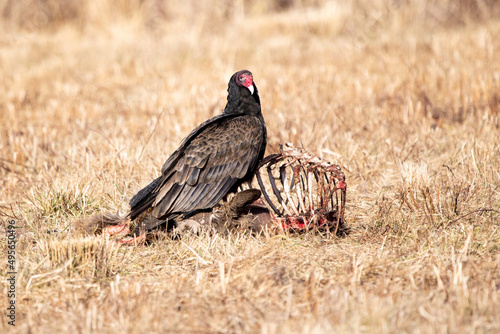 Selective focus shot of a Turkey Vulture on top of a carrion photo