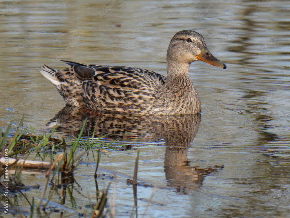 Fototapeta premium wild duck 