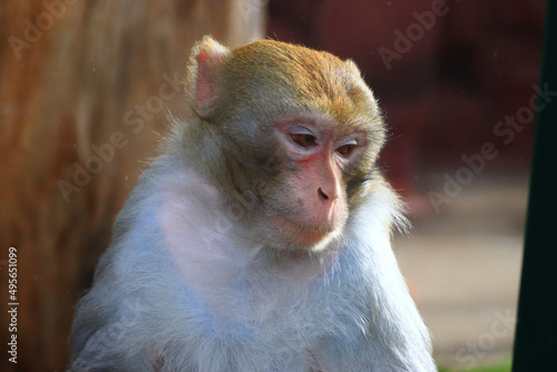 Foto Closeup portrait shot of a macaque with a humanlike expression on its face
