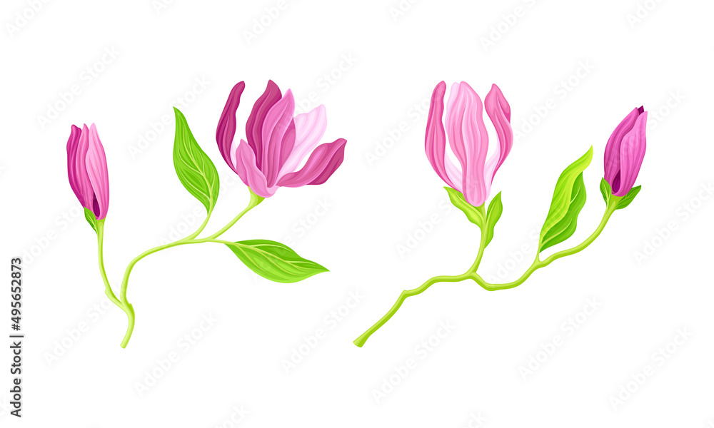 Pink flowers with stem and leaves, greeting card or invitation design vector illustration Pink flowers with stem and leaves, greeting card or invitation design vector illustration