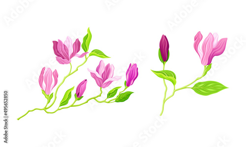 Summer plant with pink flowers  buds and leaves  greeting card or invitation design vector illustration