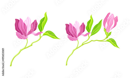 Branches with pink flowers  green leaves and buds vector illustration