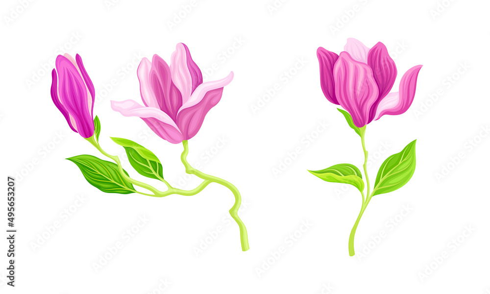 Beautiful pink flowers, greeting card or invitation design vector illustration Beautiful pink flowers, greeting card or invitation design vector illustration