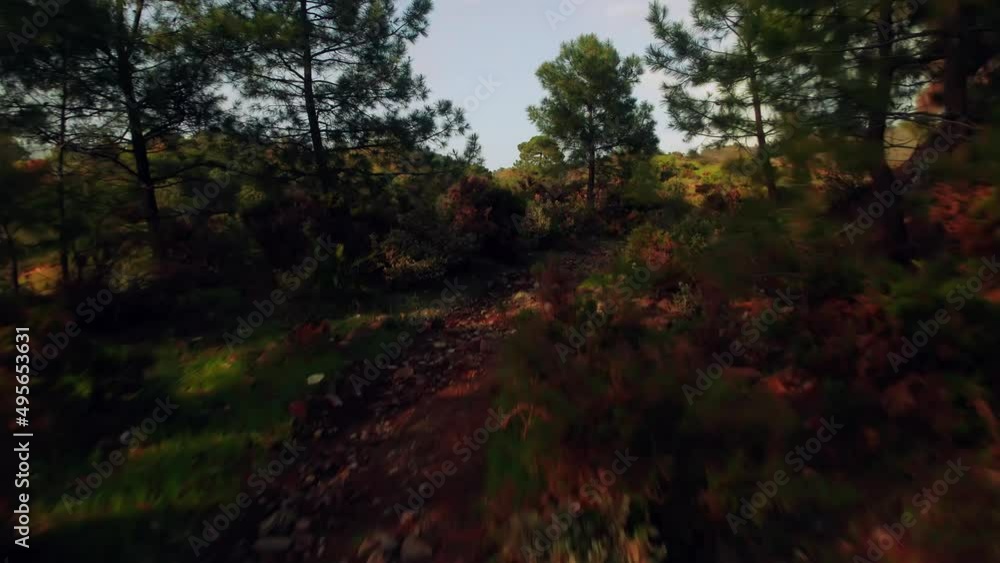Drone flying in between the trees to reveal the mountain range Drone flying in between the trees to reveal the mountain range