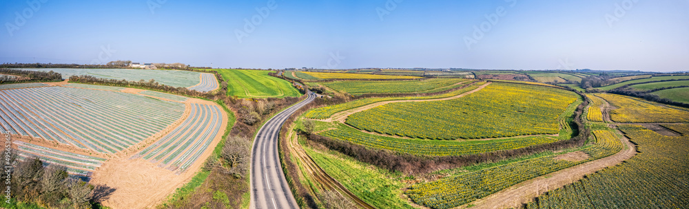 Panorama over Daffodil farm in Cornwall from a drone, England