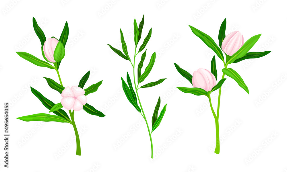 Obraz premium Blooming Manuka plants with pink flowers and green leaves set vector illustration