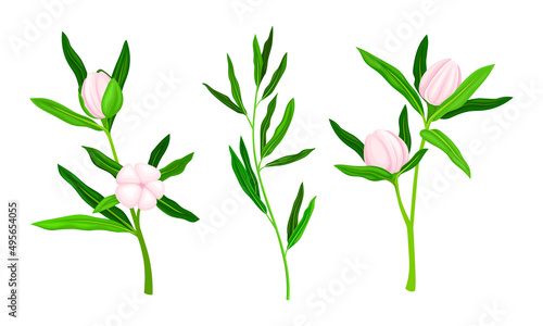 Blooming Manuka plants with pink flowers and green leaves set vector illustration