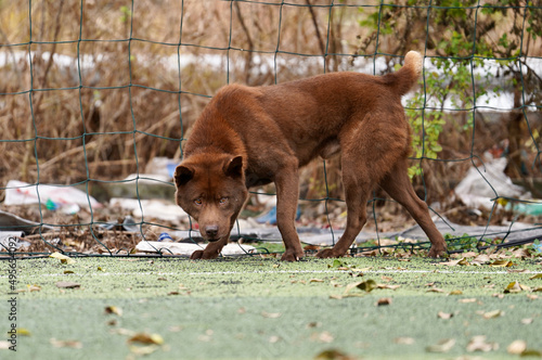 Brown Vietnam H'Mong Coc dog photo