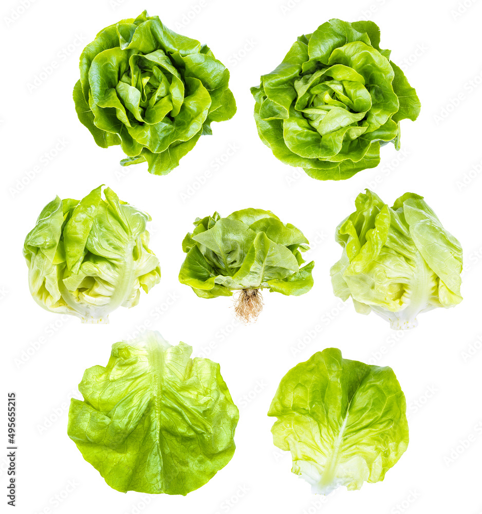 set of fresh green butterhead lettuce isolated on white background set of fresh green butterhead lettuce isolated on white background