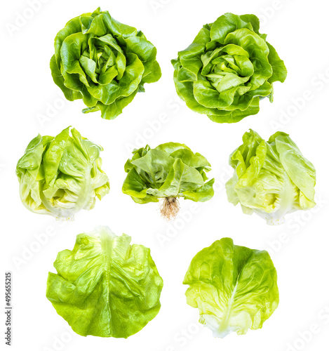 set of fresh green butterhead lettuce isolated on white background