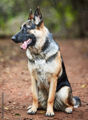 What do dogs do on their day off. Shot of an adorable german shepherd sitting in a forestShot of an adorable german shepherd sitting in a forest.