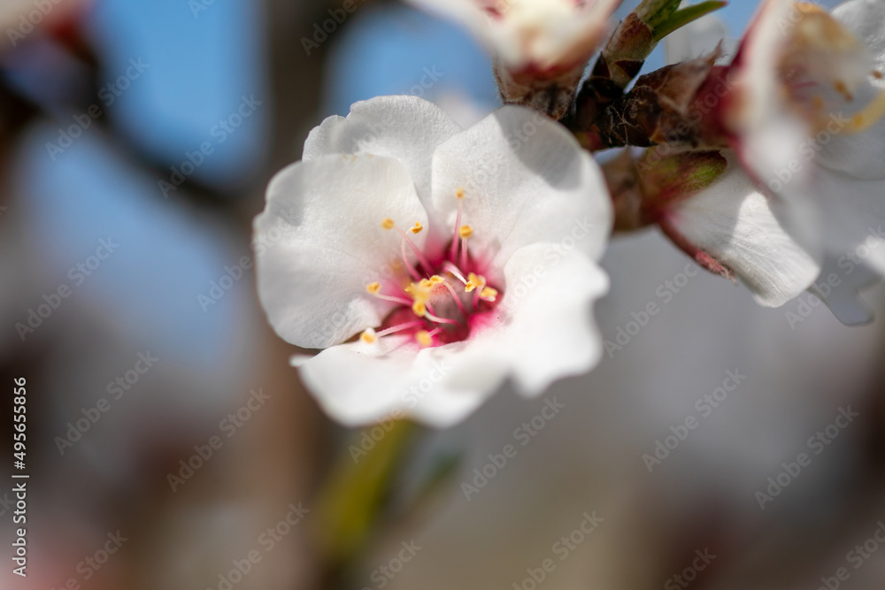 White Almond flower on spring day in orchard White Almond flower on spring day in orchard