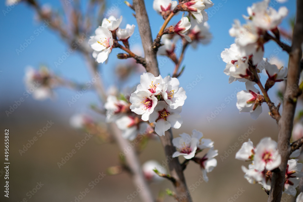 White Almond flower on spring day in orchard White Almond flower on spring day in orchard