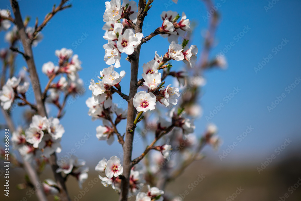 White Almond flower on spring day in orchard White Almond flower on spring day in orchard