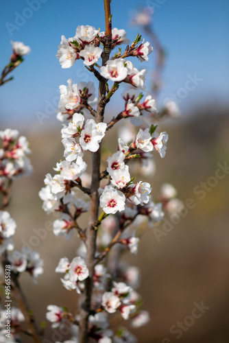 White Almond flower on spring day in orchard
