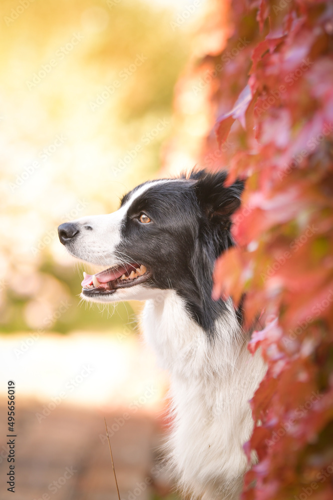 Border collie is sitting in autumn nature. She is so cute dog. Border collie is sitting in autumn nature. She is so cute dog.