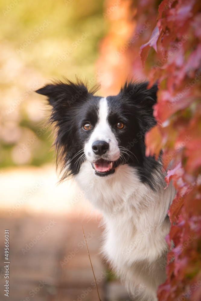 Border collie is sitting in autumn nature. She is so cute dog.