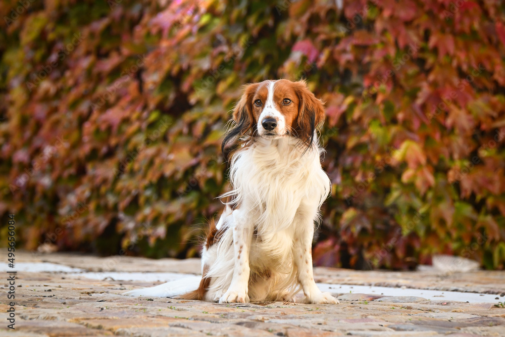 kooikerhondje is sitting in autumn nature. He is so cute dog. kooikerhondje is sitting in autumn nature. He is so cute dog.