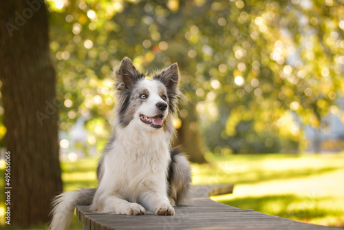 border collie is lying on the bench. He is so cute dog.