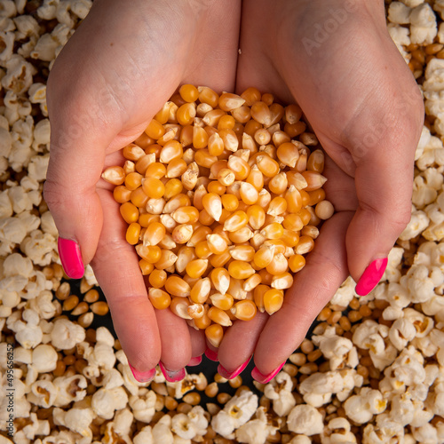 close-up of organic yellow corn seed or maize Full-Frame Background. Top View