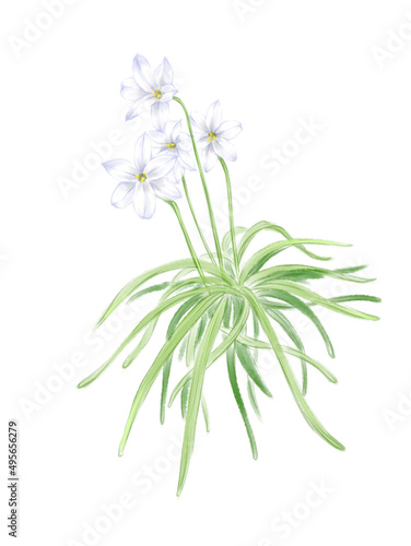 Ipheion uniflora drawn in digital watercolor