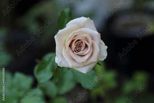 Beautiful rose head, Amnesia garden rose have mauve lavender color blooms with hints of pink.