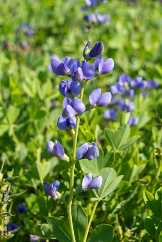 Bright blue petals of Baptisia australis on a green stem. Perennial spring plant. Photo for a garden center or plant nursery catalogue. Sale of green spaces. Close-up.