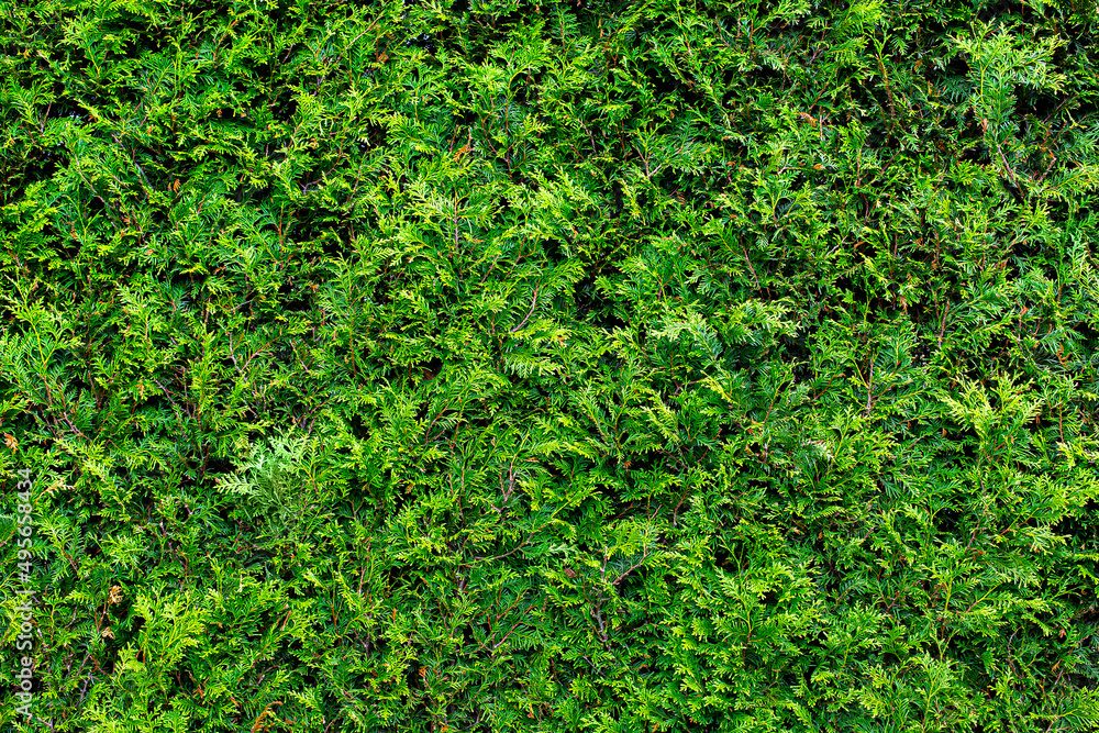texture of thuja evergreen bush arborvitae, close-up nature plants, nobody. texture of thuja evergreen bush arborvitae, close-up nature plants, nobody.