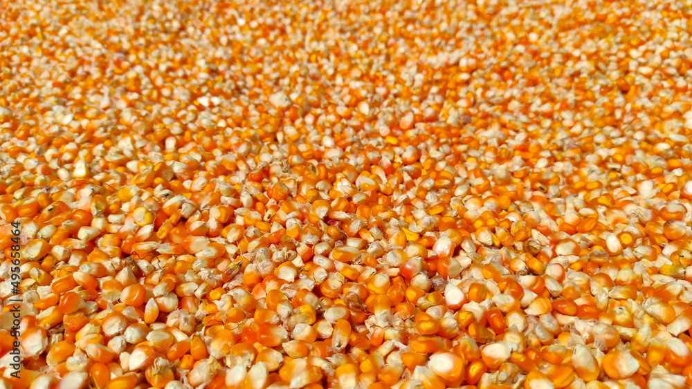 Abstract Defocused corn kernels that are dried on a tray during the day in the Cikancung area, Indonesia Abstract Defocused corn kernels that are dried on a tray during the day in the Cikancung area, Indonesia