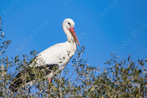 White stork, Ciconia ciconia, in the nest