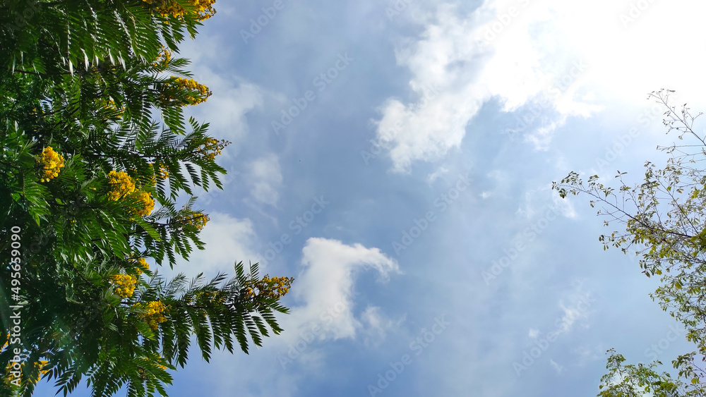 Obraz premium Photo of a tree full of beautiful yellow flowers against a bright blue sky in the Cikancung area, Indonesia