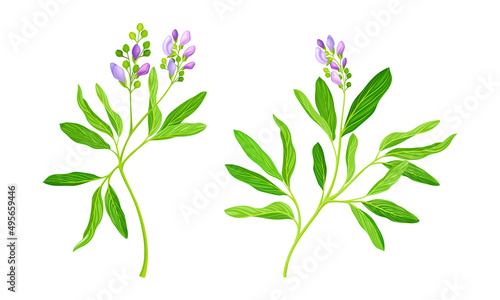 Meadow plant set. Blooming Sally herbal plant with pink flowers vector illustration