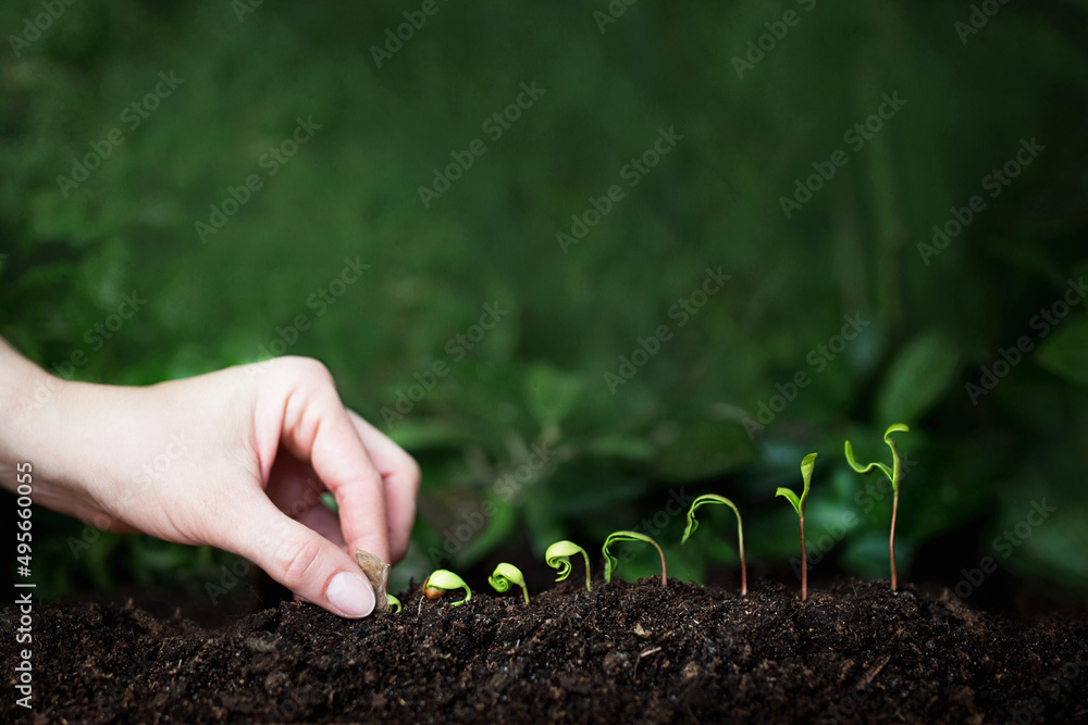 wzrost roślin - rozwój biznesu i osobisty - młode roślinki rosnące w słońcu - obrazy, fototapety, plakaty 