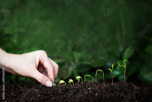 wzrost roślin - rozwój biznesu i osobisty - młode roślinki rosnące w słońcu