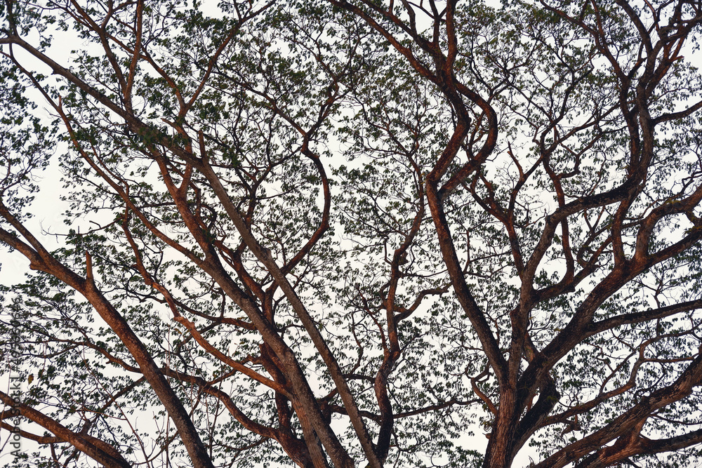 A large tree spreading its branches until it obscured the sky. A large tree spreading its branches until it obscured the sky.