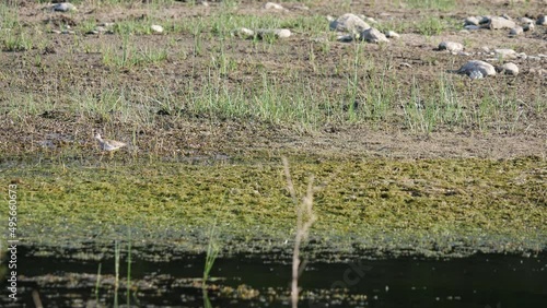 Tringa glareola bird in water in spring season. Slow motion video. photo