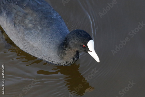 Closeup of an Eurasian coot in a lake photo