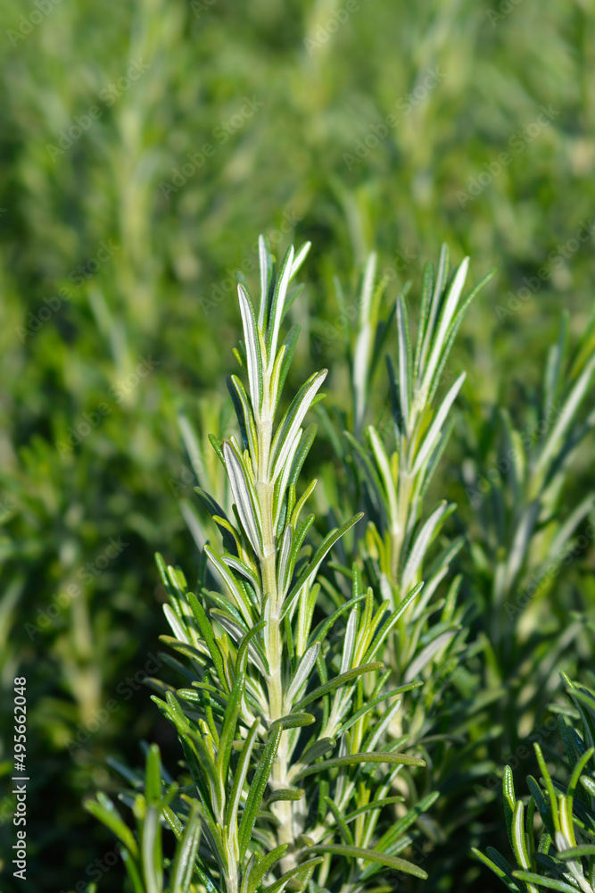 Obraz premium Rosemary leaves