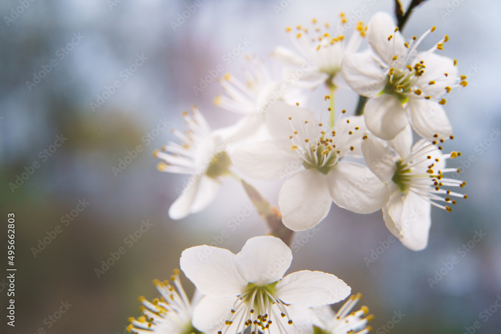 Spring apricot flowers on branches tree against natural background. Blooming floral backdrop Spring apricot flowers on branches tree against natural background. Blooming floral backdrop